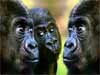 Kaarten gorillas in gesprek werkoverleg