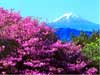 Kaarten met bloemen sturen bloemenpracht aan de Fuji bloemen e-cards