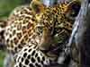 wildlife dieren kaarten, luie luipaard
