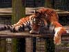 dieren kaarten, deze tijger is druk met de persoonlijke verzorging
