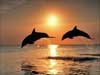 Dolfijnen kaarten, twee dolfijnen dansen de dolfijnendans
