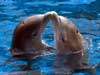 Dolfijnen kaarten, twee dolfijnen kussen elkaar