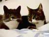 Theme: Cats cards e-card: talking cats