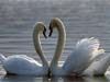 Theme: Love cards  e-card: swan couple