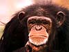 Kaarten met apen chimpansee kijkt moeilijk