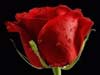 Bloemen kaarten, een grote rode roos