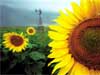 Thema: Bloemen kaarten e-card : zonnebloem