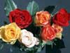 Kaarten met bloemen sturen romantisch rozen boeket