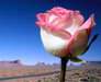 Bloemen kaarten met bloemen desert rose e-cards