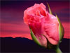 Bloemen e-cards bloeiende liefde in een roos