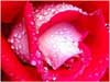 Kaarten met romantische bloemen sturen vurige rode roos