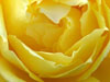 Kaarten met romantische bloemen sturen gele roos