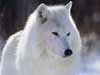 wildlife dieren kaarten, Canadese arctische wolf