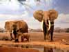 mooie dieren kaarten drinkende olifanten