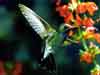 wildlife dieren kaarten, de kleine maar snelle kolibrie