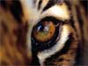 dieren kaarten, het oog van de tijger, dieren e-cards
