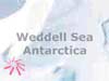 dierenkaarten e-cards Penguins Weddell zee Antartica