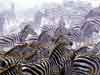 dieren kaarten rennende zebra's dieren e-cards