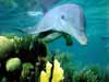 Dolfijnen kaarten de bottlenose duikt diep