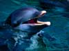 Dolfijnen kaarten chatten met een dolfijn