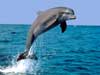 Dolfijnen kaarten dolfijn raket
