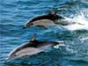 Dolfijnen kaarten vliegende tuimelaars