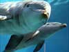 Dolfijnen kaarten, duikend stel dolfijnen