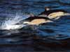 Kaarten met dolfijnen, een witstreep dolfijnen in volle vlucht