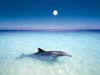 Kaarten met leuke dolfijnen, dolfijn bij maanlicht