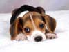 Hondenkaarten, een Beagle puppy, grappige honden kaarten