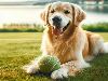 Theme: Honden kaarten e-card: Golden Ball