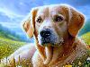 Golden Curious