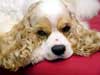 Honden kaarten schattige hond met de naam Lucy