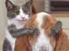 humorkaarten dieren, kat en hond, funny e-cards