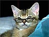 humorkaarten dieren, kat met bril, funny e-cards