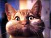 humorkaarten dieren, kat met volle wangen, funny e-cards