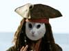 Katten kaarten de piraten kat