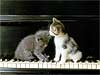 Poezen kaarten Piano Kittens e-card