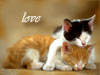 Katten kaarten the love katten e-card