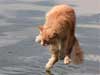 Katten kaarten, deze waterkat zweeft boven het water