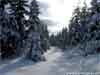3D Kerstkaarten, besneeuwd pad in het bos kerstkaart met echt vallende sneeuw