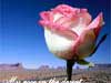 Liefde e-cards woestijn roos