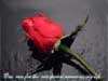 Liefde e-cards één roos voor mijn ene liefde