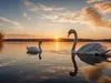 De zwanen drijven op de liefde aan het meer
