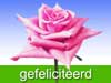 verjaardagskaarten roze roos