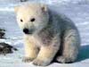 animal e-cards baby polar bear