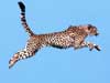 wildlife animal cards, Airborn Cheetah