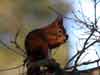 animal ecards squirrel eating