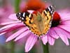 Animal cards, a beautiful butterlfy sitting on a flower