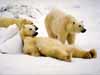 wildlife animal cards, lazy Polarbear, wild bear ecards